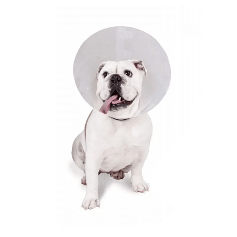 Collar Isabelino 7.5Cm X 0.6Mm | collar isabelino 7.5 cm